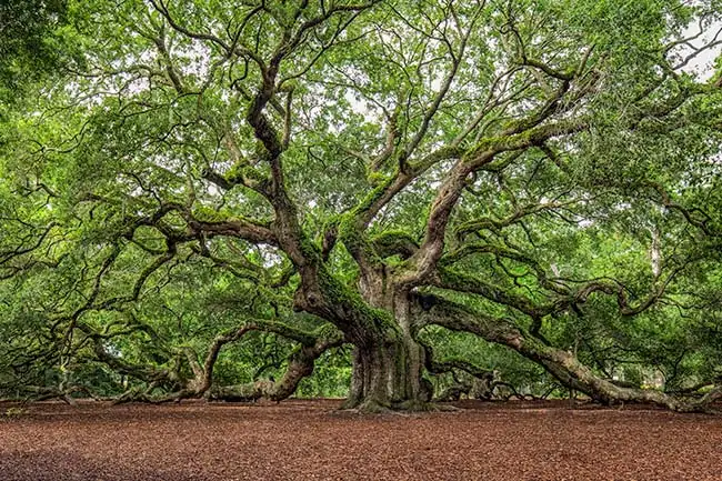Gullah Culture – South Carolina