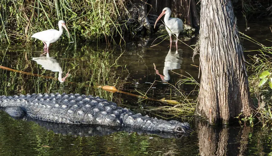 Visit the Crystal River State Park – Florida