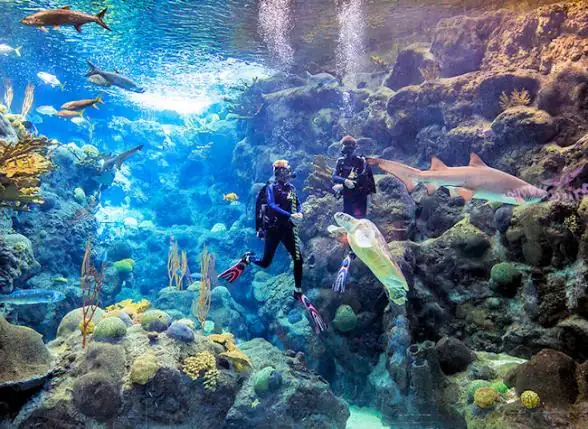 Experience the Thrill of Roller Coasters at Busch Gardens Tampa Bay – Florida