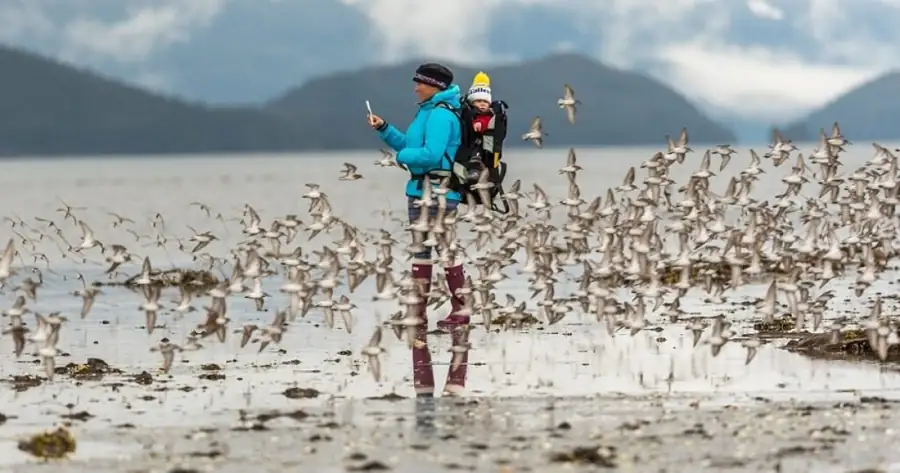Witness Millions of Shorebirds at the Copper River Delta Festival – Alaska