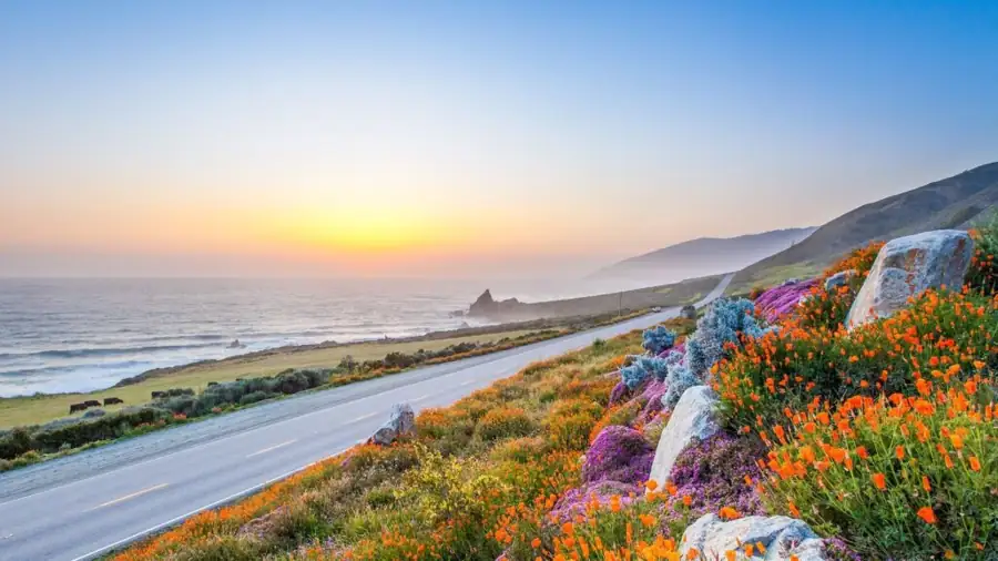 CALIFORNIA ACTIVITIES