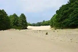 Bird Watching – Maine