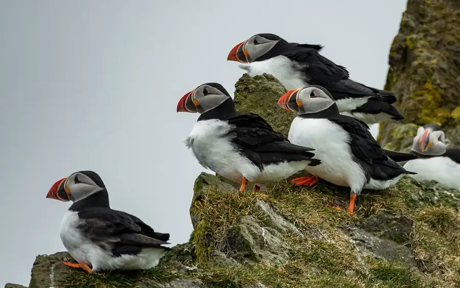 Acadia Birding Festival