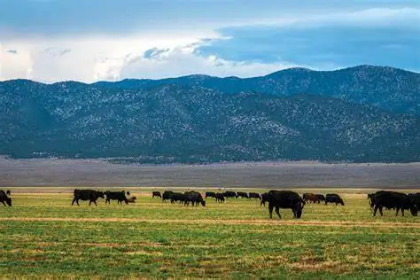 NEVADA ACTIVITIES