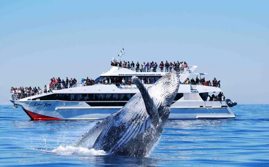 A Rugged Northern Coastline Perfect for Whale-Watching – Point Arena-Stornetta Public Lands – California
